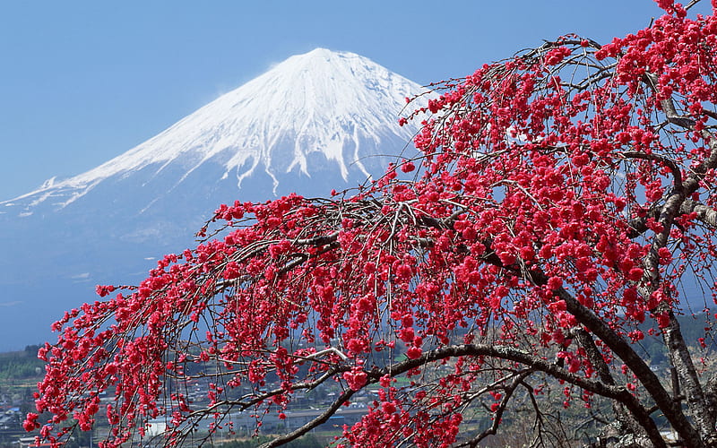 Mt. Fuji Japan, mountain, nice view, tree, pink flowers, snow, mt fuji, HD wallpaper