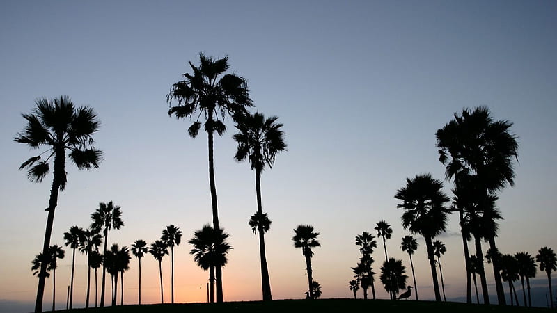 Tall Short Palm Trees During Evening Time Tumblr, HD wallpaper