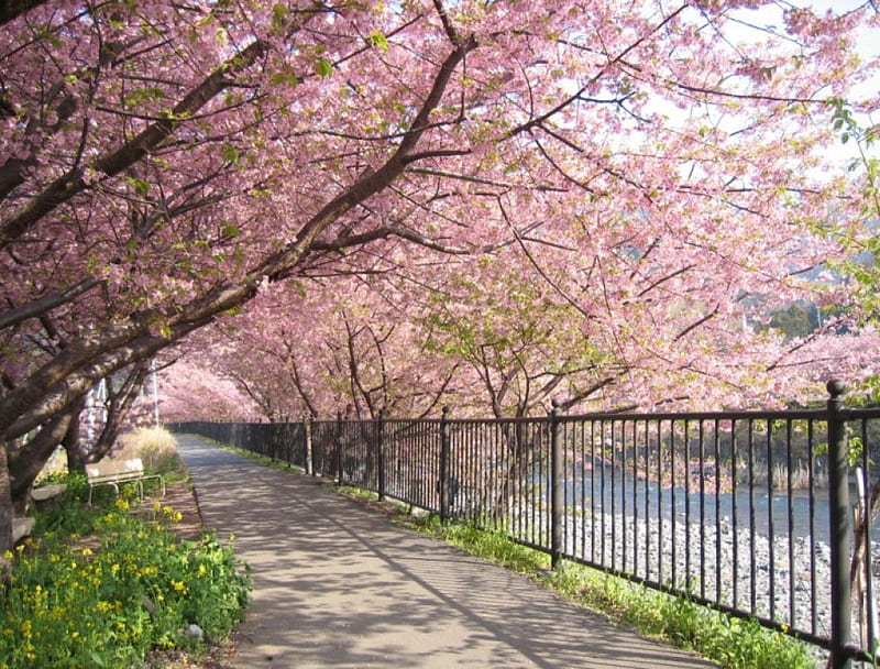 Sakura Walk, sakura, tree, japan, japanese, flowers, spring, road, cherry blossom, HD wallpaper