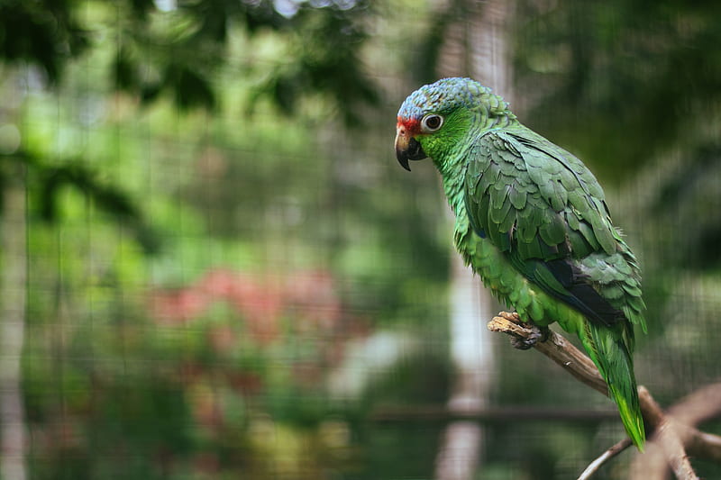 parrot, colorful, bird, branch, HD wallpaper