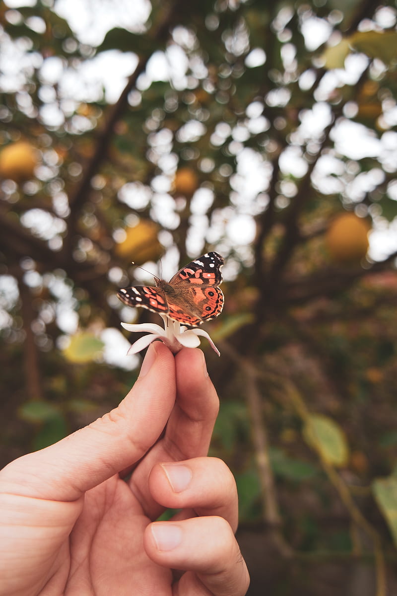 butterfly, flower, hand, fingers, HD phone wallpaper