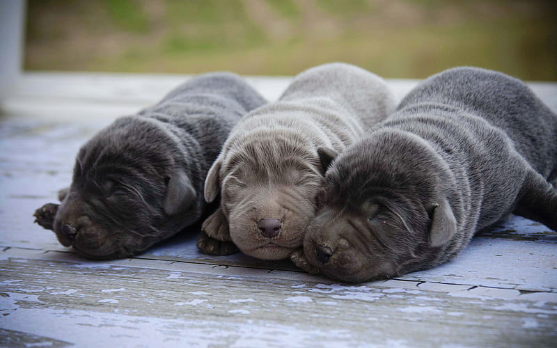 small labradors puppies, retriever, gray labradors, cute puppies, pets, labradors, HD wallpaper