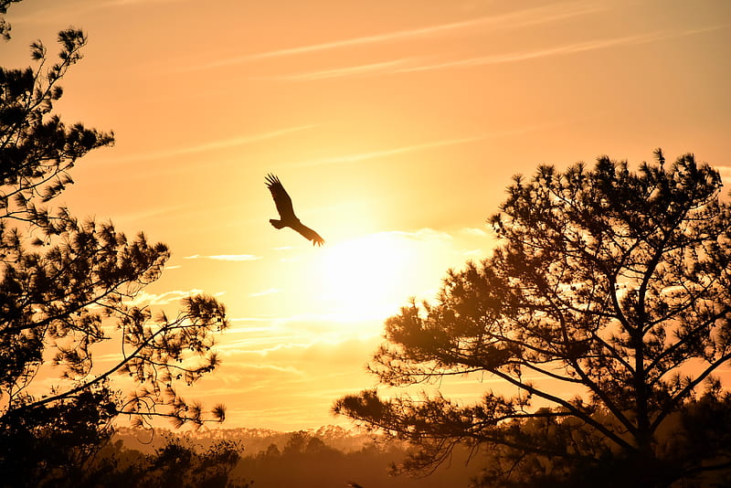 Eagle Flying Towards Sunset , eagle, sunset, graphy, HD wallpaper