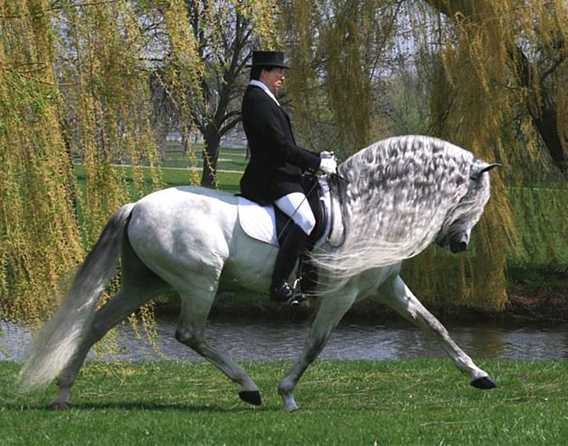 Top Dressage, gris, dressage, white, andalusian, horses, spanish, HD wallpaper