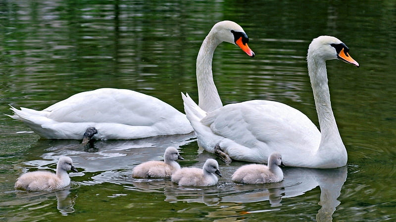 Swans, beak, babies, water, HD wallpaper