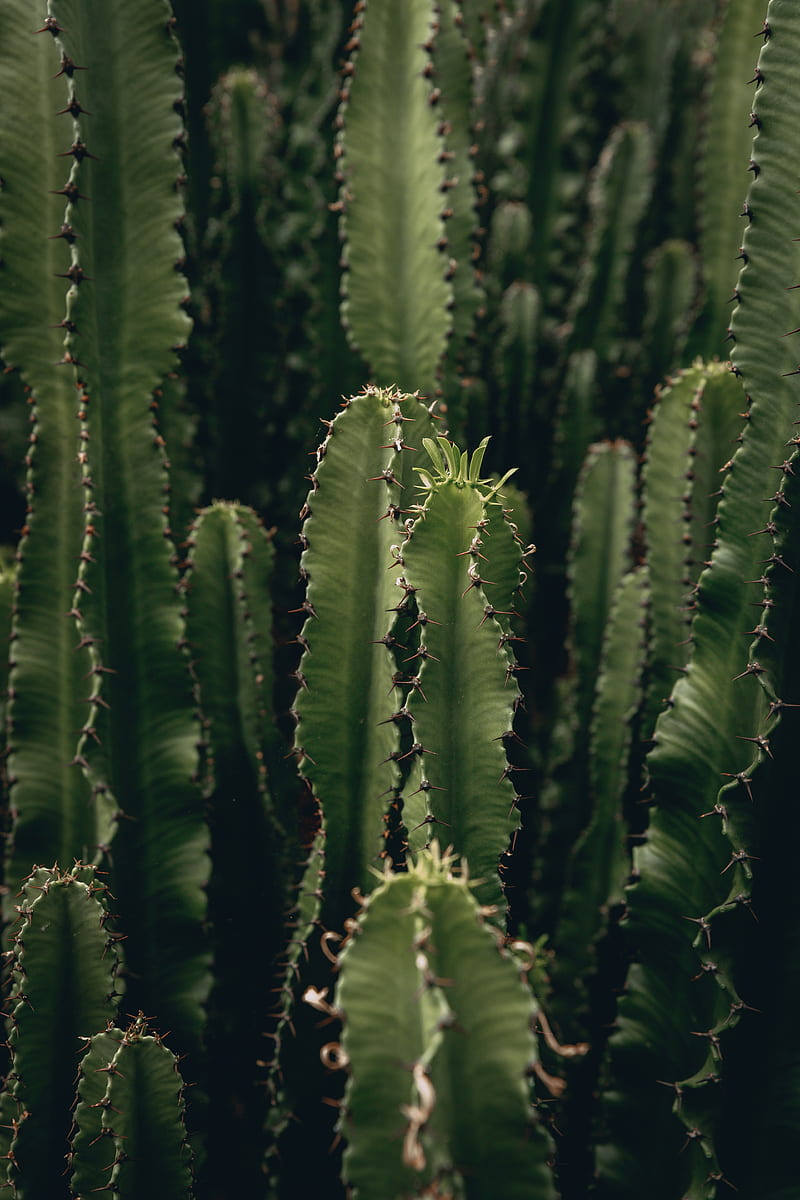 cactus, plant, spiny, green, deserted, HD phone wallpaper