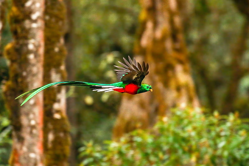 Resplendent Quetzal , resplendent-quetzal, birds, HD wallpaper
