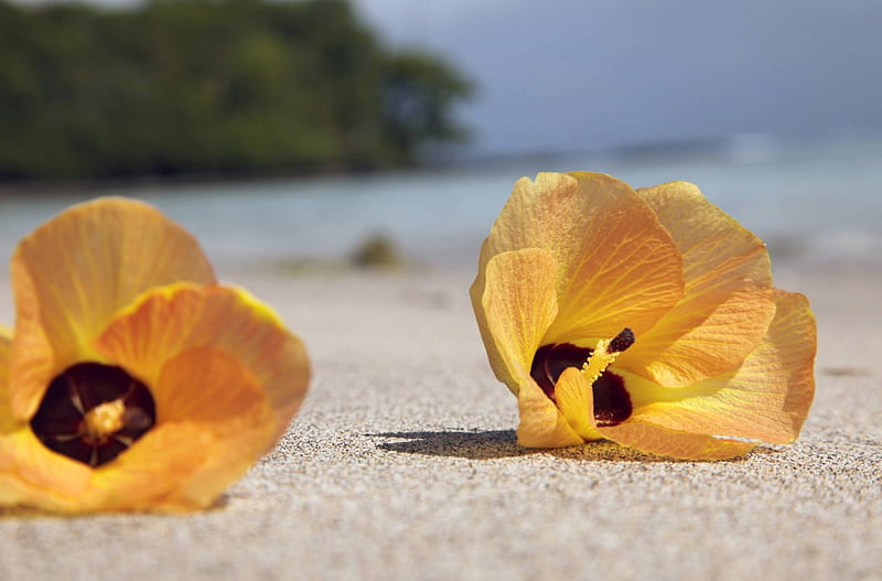 Tropical Flowers on a Beach Hawaii, polynesia, islands, exotic, hawaii, ocean, hibiscus, sea, beach, sand, paradise, flowers, island, tropical, hawaiian, HD wallpaper