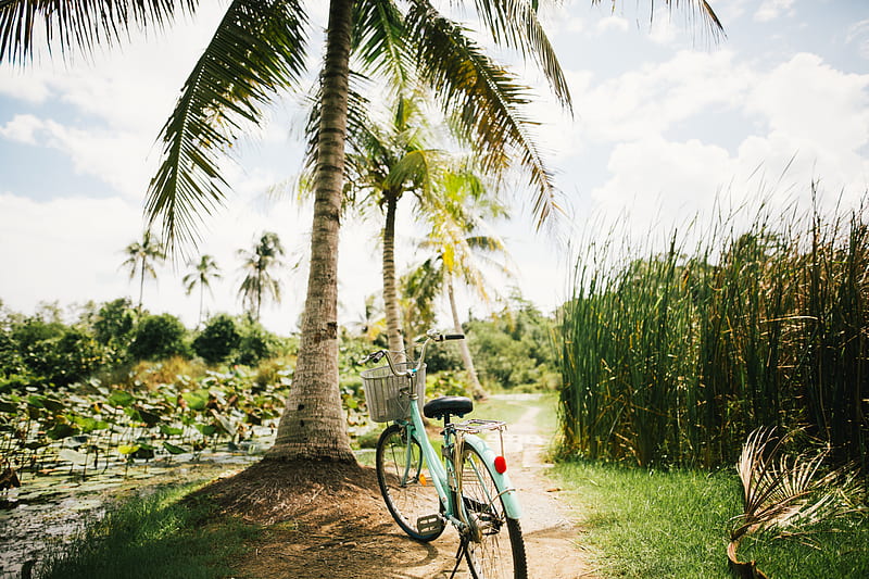 blue beach cruiser bike near on the coconut tree, HD wallpaper