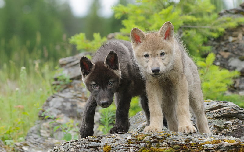 Wolf Pups, cute, predator, arctic, wolves, small, HD wallpaper