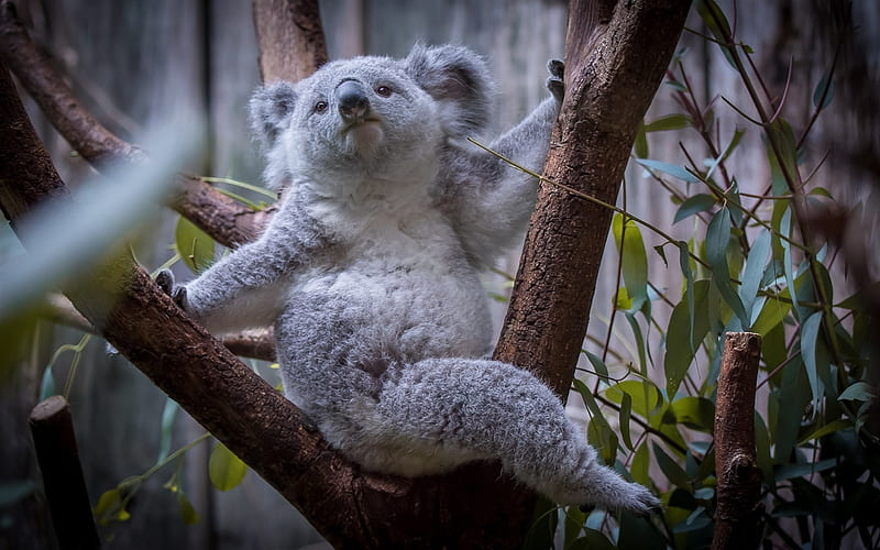 koala, branches, bears, zoo, cute animals, HD wallpaper