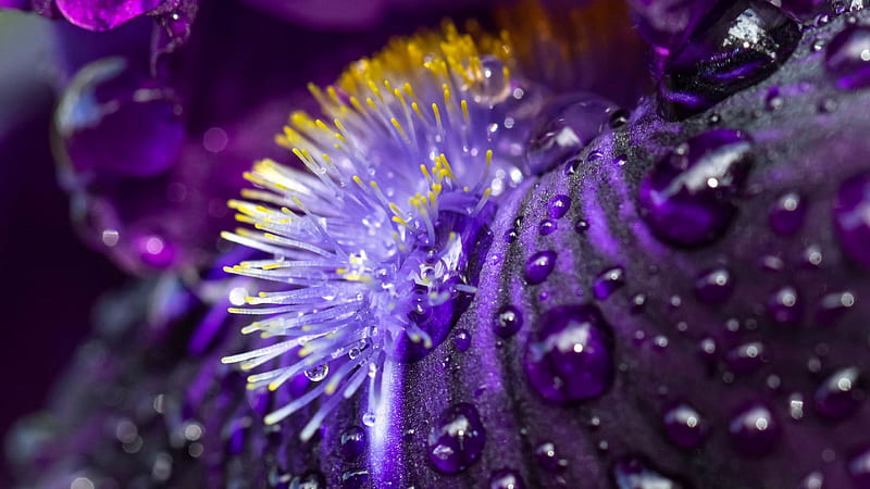 petal, iris, marco verch, drop, yellow, vara, purple, water drops, macro, texture, summer, flower, skin, HD wallpaper