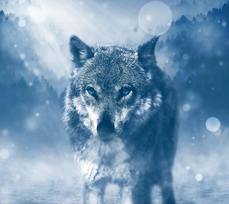 Wolf, animals, snow, HD wallpaper