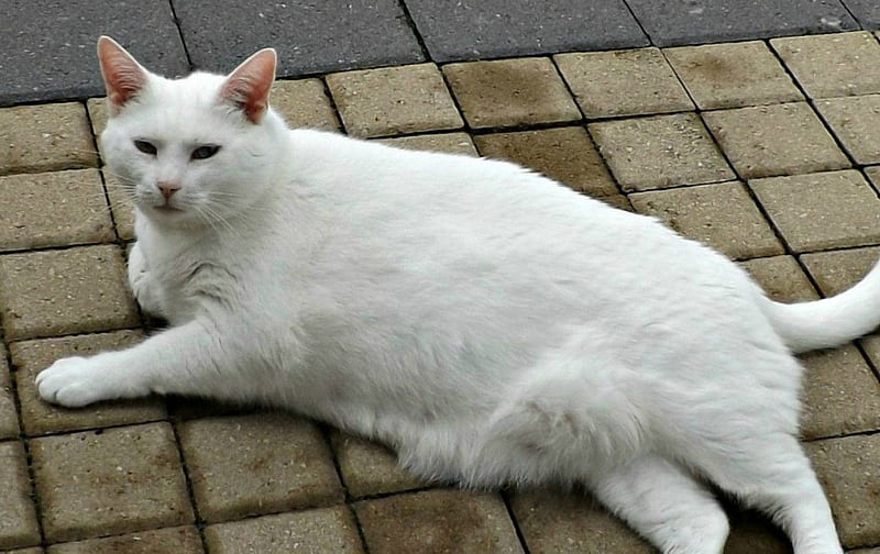 Sian, furry, siam, white, cat, eyes, HD wallpaper