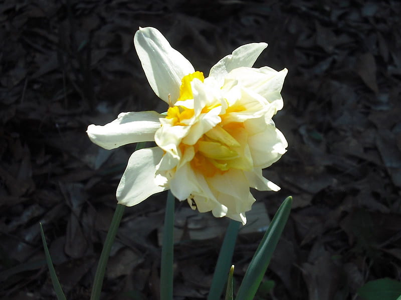 double daffodil for Shayna, double, flower, daffodil, garden, bonito, HD wallpaper