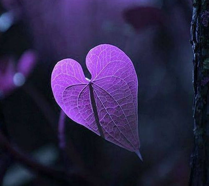 PurpleHeart, heart, purple, HD wallpaper