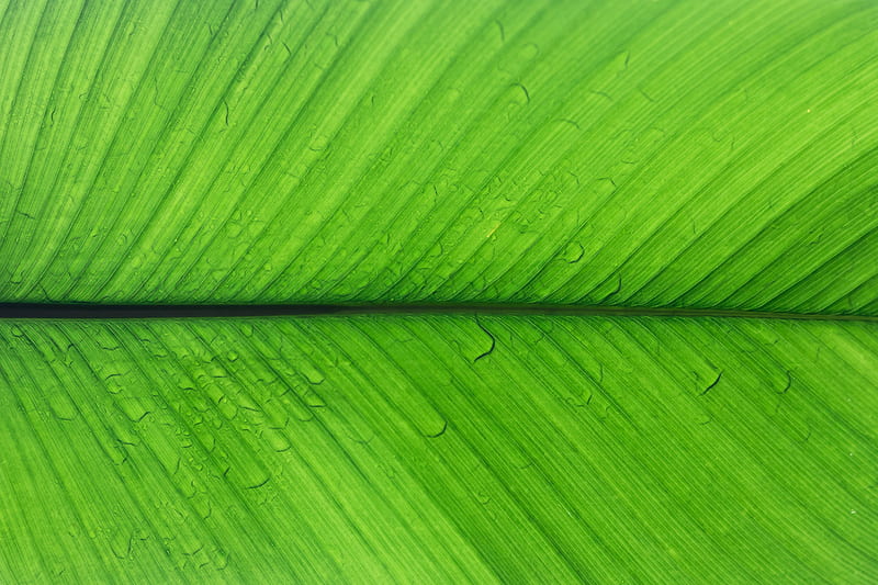 Shallow focus of green leaf, HD wallpaper | Peakpx