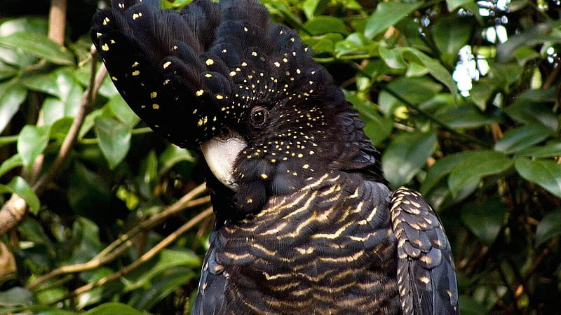 Black Cockatoo, bird, black, cockatoo, trees, animal, HD wallpaper
