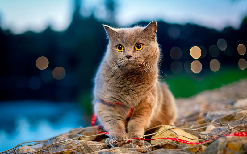 British cat, evening, domestic cat, furry cats, cats breeds, cute animals, pets, HD wallpaper