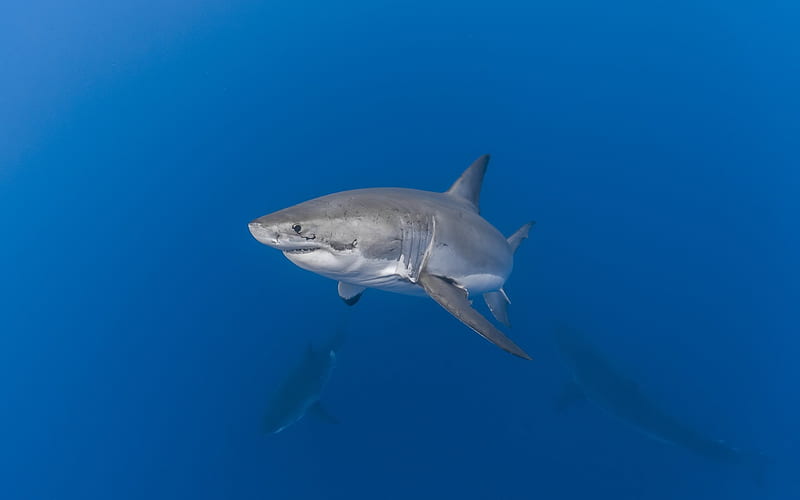 shark, predator, underwater world, pack of sharks, HD wallpaper