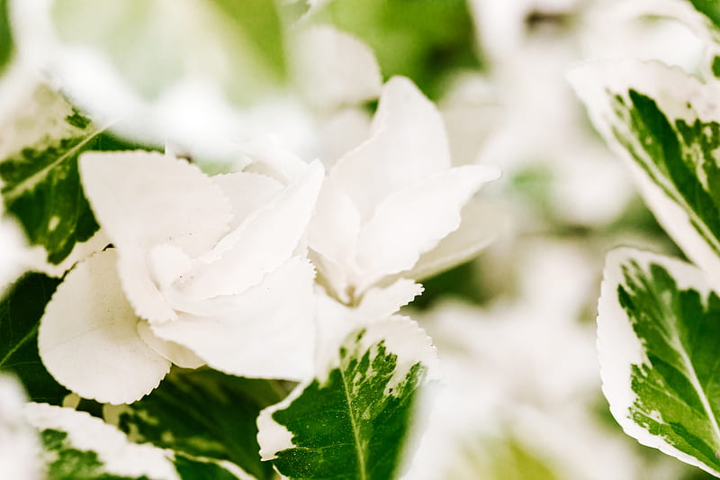 White Flower in Tilt Shift Lens, HD wallpaper