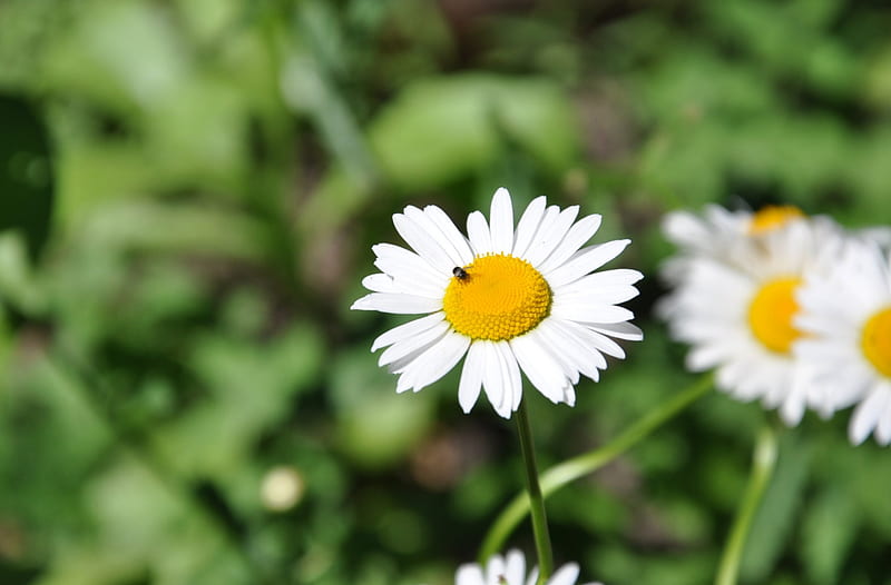 Camomile, flower, nature, plant, HD wallpaper