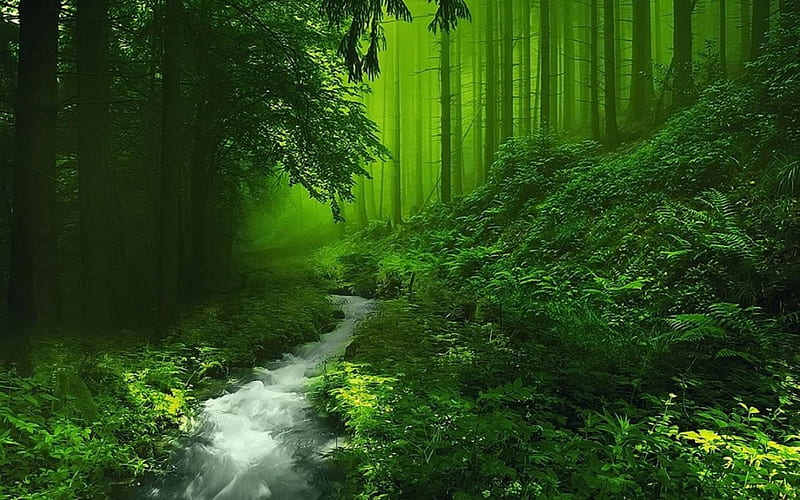 Beautiful forest with a stream, forest, stream, grass, lush, trees, water, green, monochromatic, nature, HD wallpaper