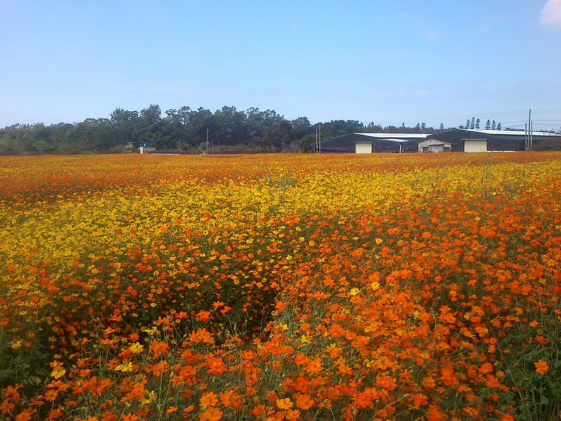 Orange cosmos flower fields, countryside, fields, cosmos flower, Orange, HD wallpaper