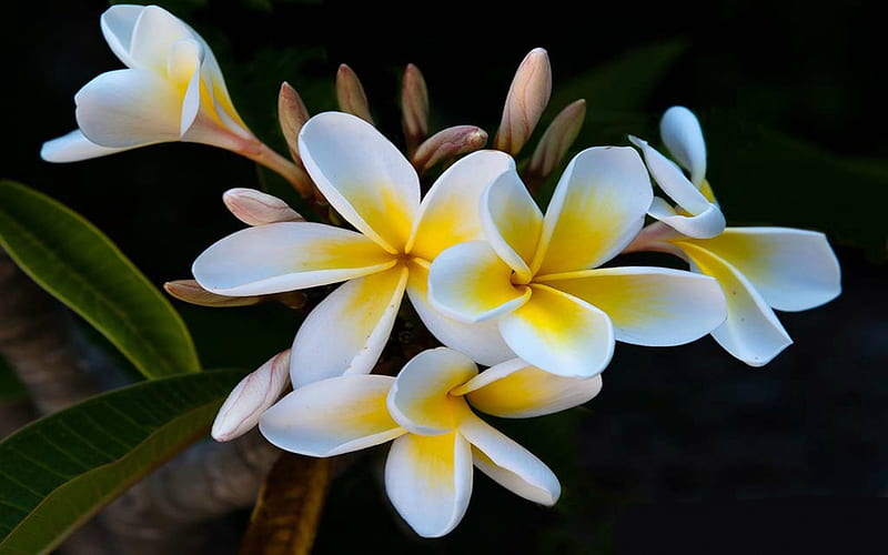 BEAUTY, PLUMERIA, NATURE, FLOWERS, HD wallpaper