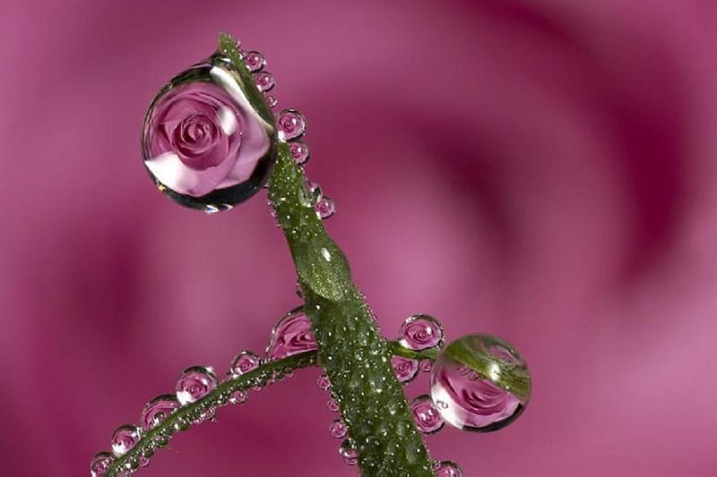 Rose Dewdrop Refraction, nature, dewdrop, refraction, rose, HD wallpaper