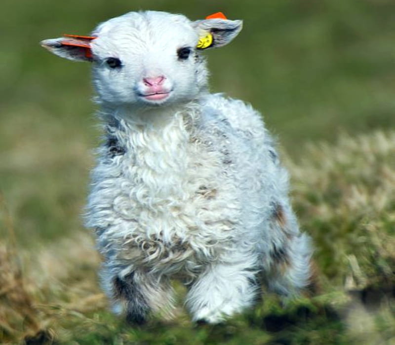 Little Lamb, White, Lamb, Sheep, Little, Animals, Eyes, HD wallpaper