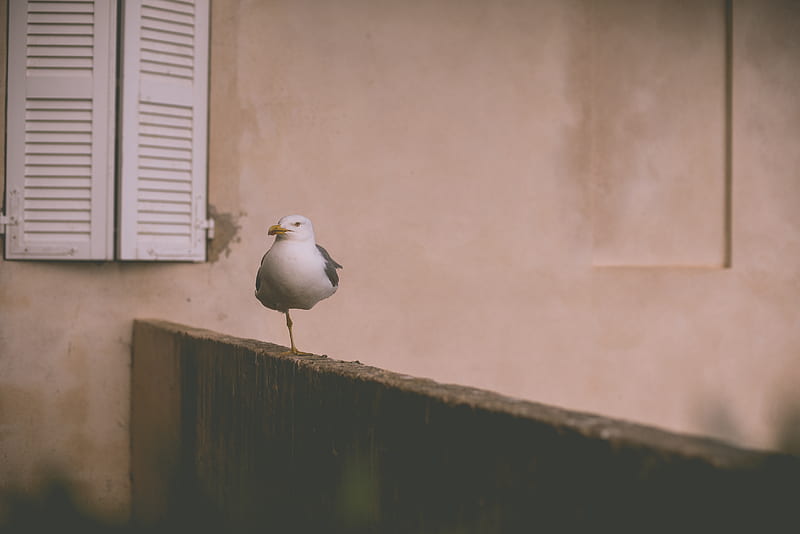 white bird perching on brown wooden fence near window, HD wallpaper