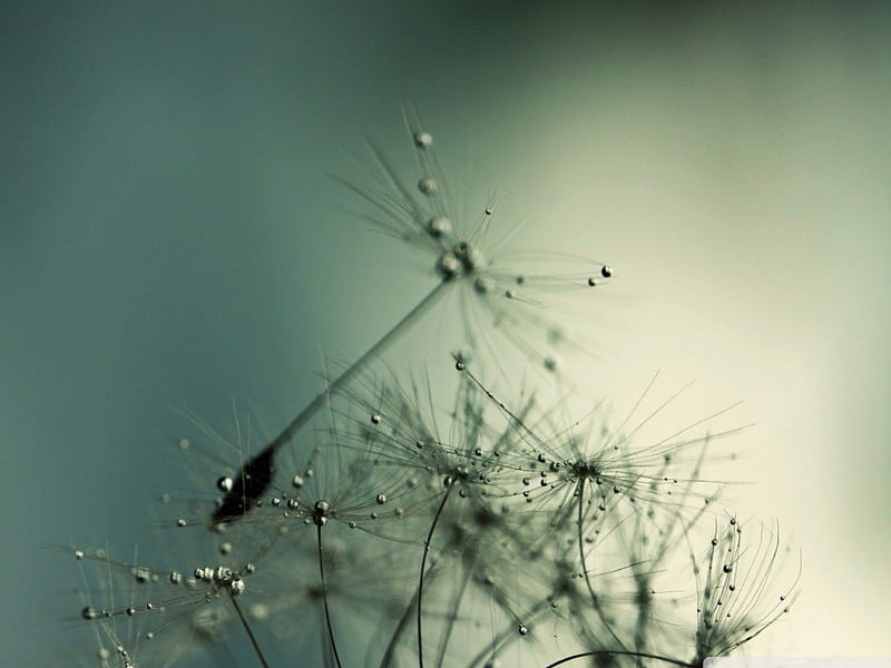RE-SEEDING LIFE, puff sunlight, abstract, seeds, dandelion, close up, grasses, macro, plants, texture, backgrounds, HD wallpaper