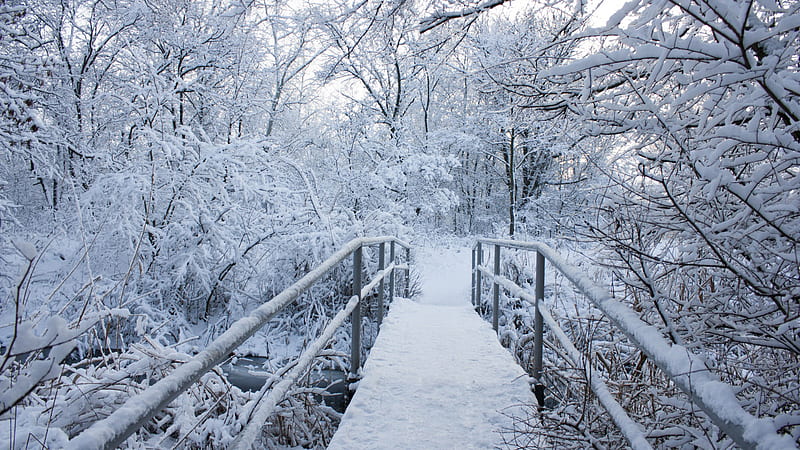 Bridge With Snow Between Snow Covered Trees Winter, HD wallpaper