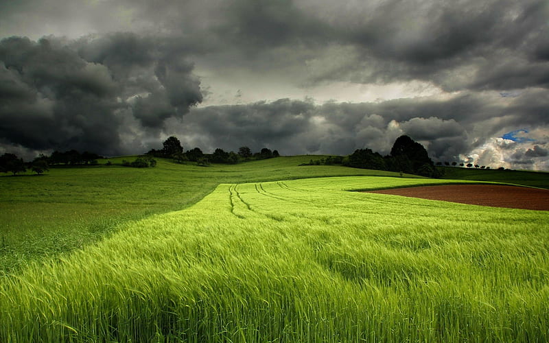 fields of wheat under stormy sky, wheat, fields, trees, clouds, storm, HD wallpaper