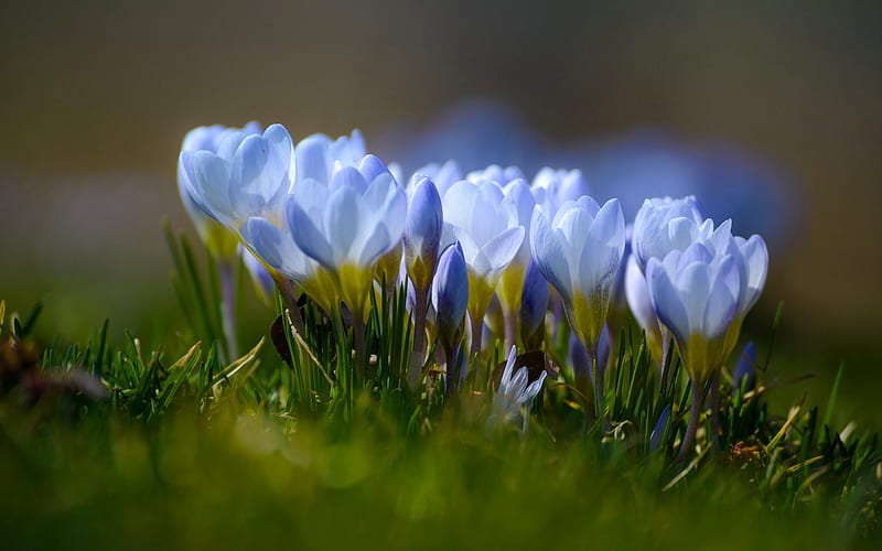 Crocuses, spring flowers, wild flowers, blue crocuses, saffron, blue beautiful flowers, spring, HD wallpaper