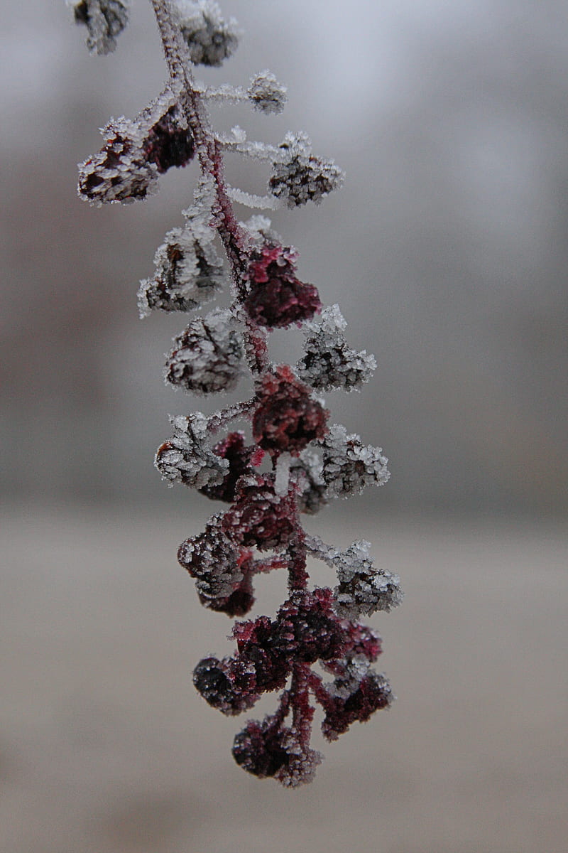 Frosty Morning, cold, flower, flowers, front, frozen, purple, white, winter, HD phone wallpaper