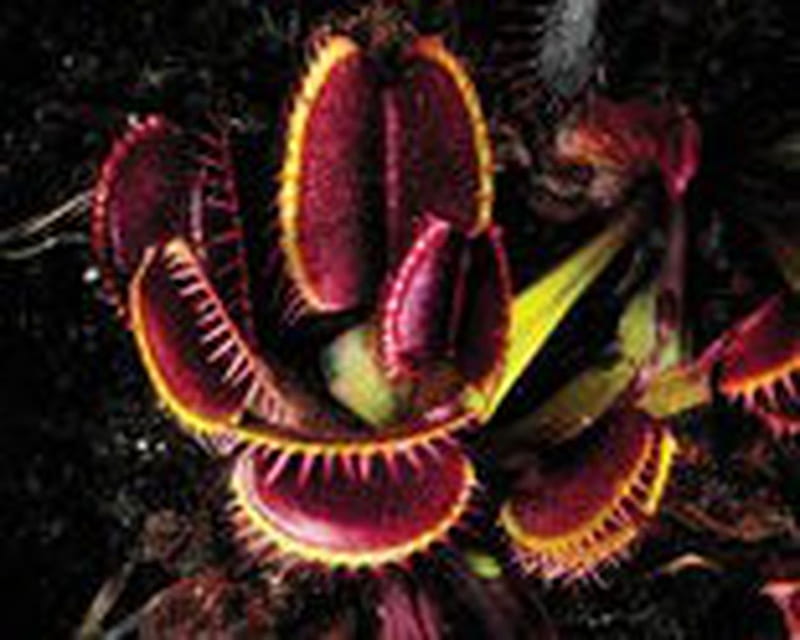 Carnivorous plants: Grow stunning greenery that has a taste for blood (), HD wallpaper