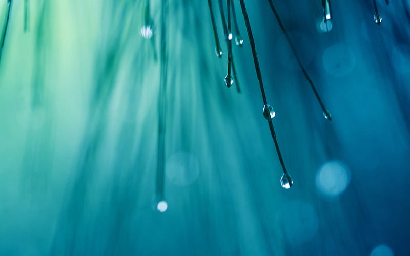 Water Drops On Plants, HD wallpaper