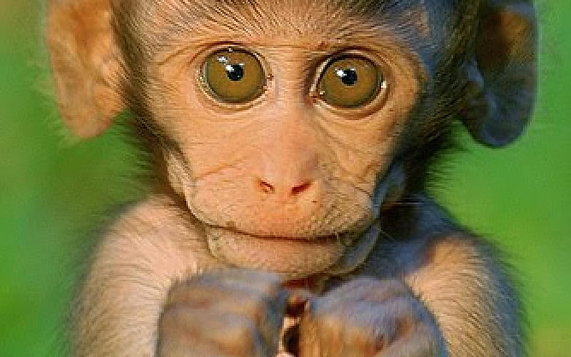 Baby Monkeys, HD wallpaper
