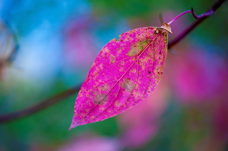 Pink Leaves, leaves, pink, nature, trees, HD wallpaper