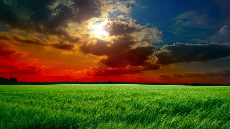 gorgeous sundown over a green wheat field, sundown, green, cloudsmred, wheat, fields, HD wallpaper