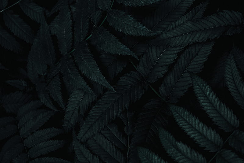 Leaves, dark, plant, carved, bush, HD wallpaper | Peakpx