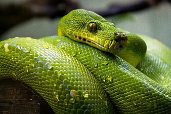 grüne Python, Python, Schlange, Reptil, Tropfen, HD-Hintergrundbild