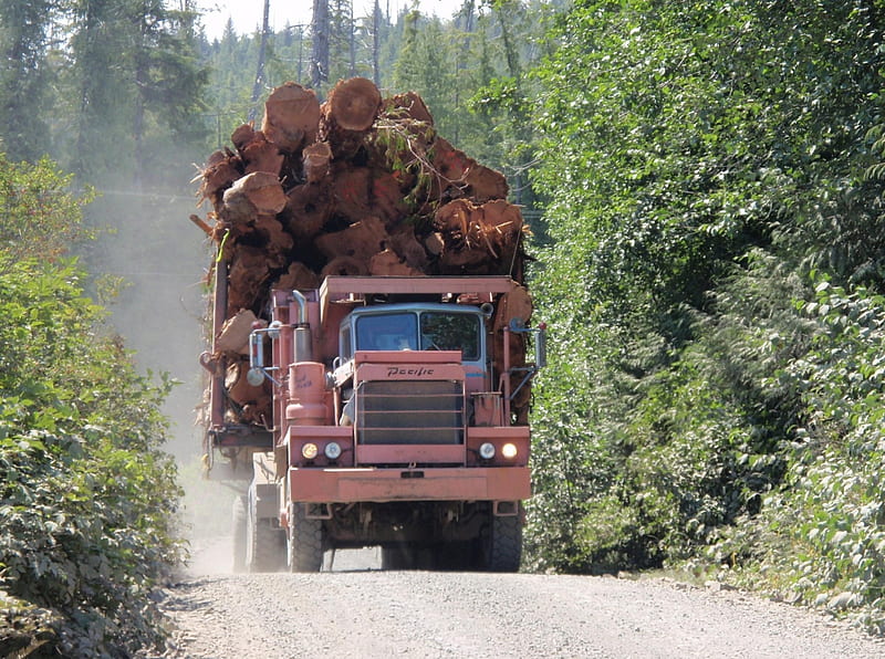 logging truck, forest, tree, truck, road, logging, HD wallpaper