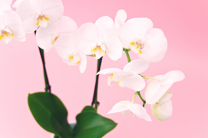 Flor de la orquídea blanca, Fondo de pantalla HD | Peakpx
