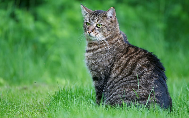 attentive cat in the grass, feline, cat, grass, tabby, HD wallpaper