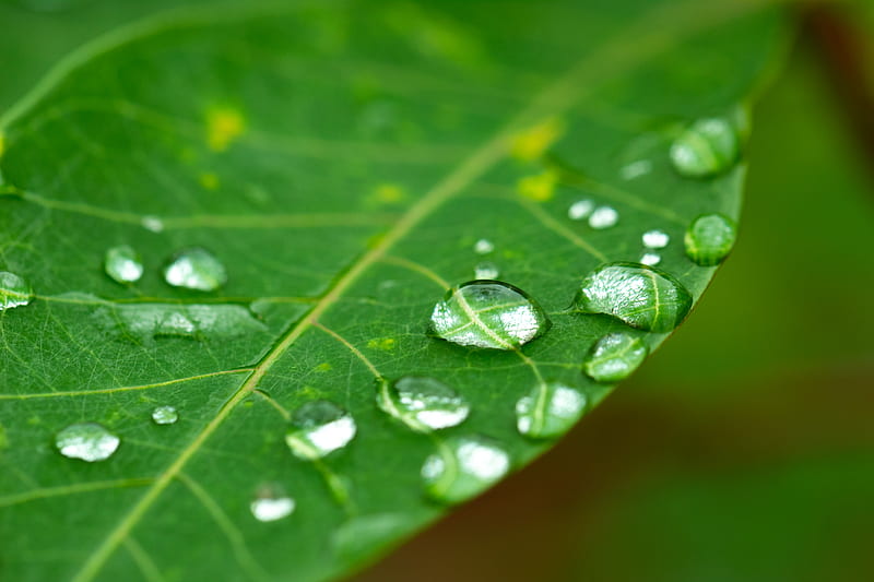 water droplets on green leaf, HD wallpaper