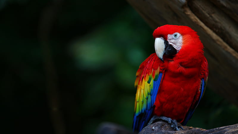 Red Yellow Blue Scarlet Macaw Parrot Is Sitting On Tree Branch Birds, HD wallpaper