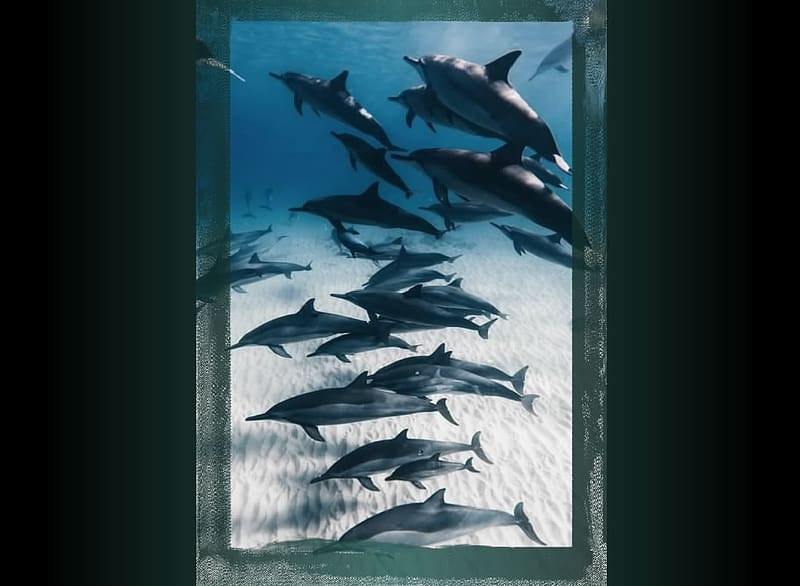 Dolphins, Zoology, Cetaceans, Mammals, Animals, Marine animals, HD wallpaper